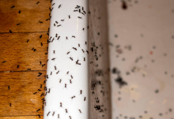 Trusted Fletcher, OK Pest Control Experts